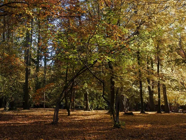 Живописный Пейзаж Парка Осенью — стоковое фото