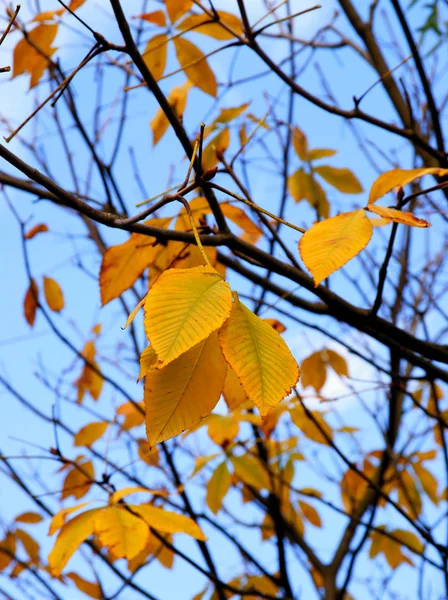 Yellow Leaves Elms Tree Autumn — Stock Photo, Image