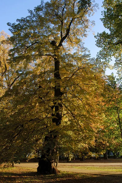 Ландшафт Вид Деревья Флору Парке Осенью — стоковое фото
