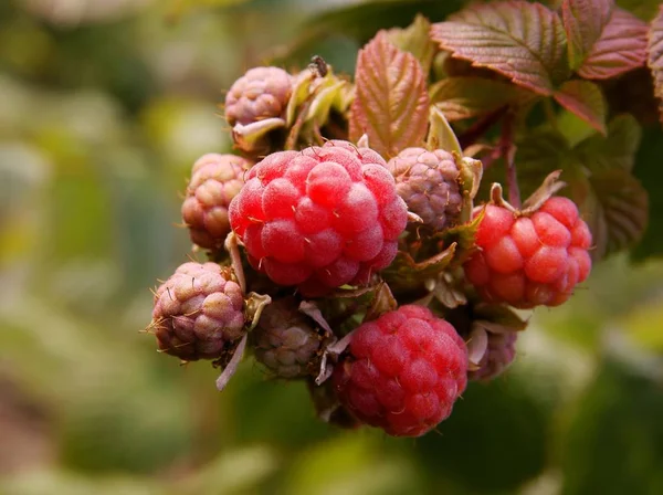 Last Berries Raspberry Bush Garden — Stock Photo, Image