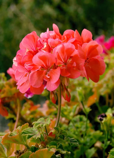 Rosa Blommor Geranium Kruk Växt Närbild — Stockfoto