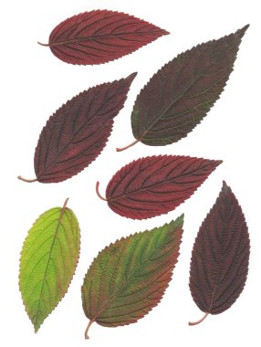 Sonbaharda yeşil, kahverengi ve kırmızı Viburnum Plicatum çalıları