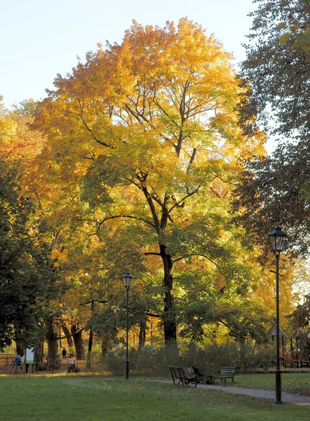 Multicolor Foliage Deciduous Trees Autumn — Stock Photo, Image