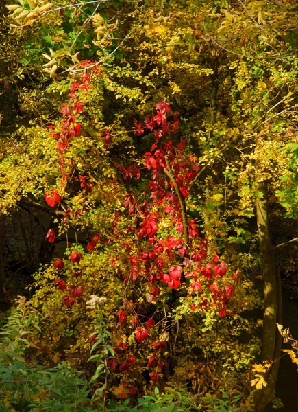 Fogliame Multicolore Alberi Decidui Autunno — Foto Stock