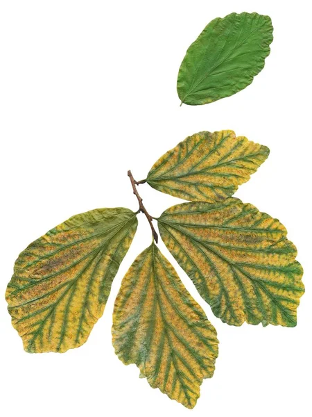 Zielone Żółte Liście Krzewu Parrotia Persica Jesienią — Zdjęcie stockowe