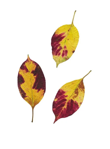 Wielokolorowe Liście Drzewa Viburnum Jesienią Izolowane — Zdjęcie stockowe