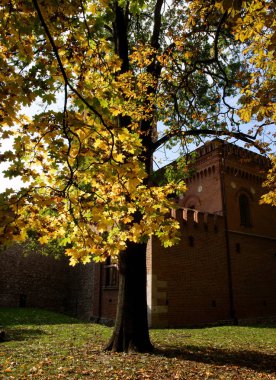 Sonbaharda çok renkli yaprakları olan resim manzarası