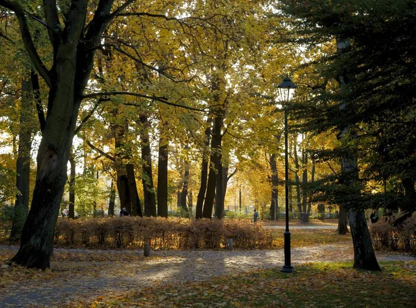 Picturesque Scenic Multicolor Leaves Autumn — Stock Photo, Image