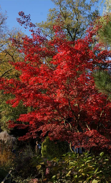 Japanese Maple Tree Red Foliage Autumn — Stock Photo, Image