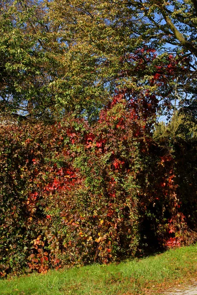 Malownicze Malownicze Krajobrazy Wielobarwnymi Liśćmi Jesienią — Zdjęcie stockowe