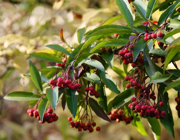 Bacche Rosse Stranvaesia Davidiana Cespuglio Autunno — Foto Stock