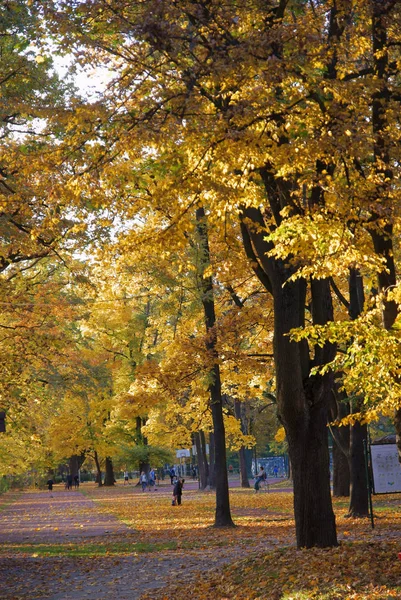 Picturesque Scenic Multicolor Leaves Autumn — Stock Photo, Image