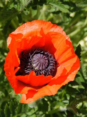 Siyah polenli kırmızı gelincik çiçeği 