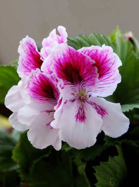 sardunya çiçeğinin mor ve pembe taç yaprakları