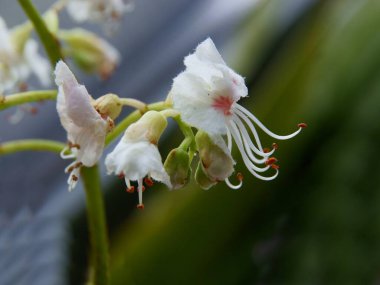 Baharda kestane ağacının beyaz küçük çiçeği