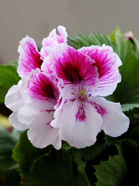 Lila Und Rosa Blütenblätter Der Geranienblüte Aus Nächster Nähe — Stockfoto