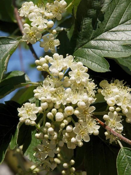 Fehér Virágok Cornus Intermédia Tavasszal — Stock Fotó