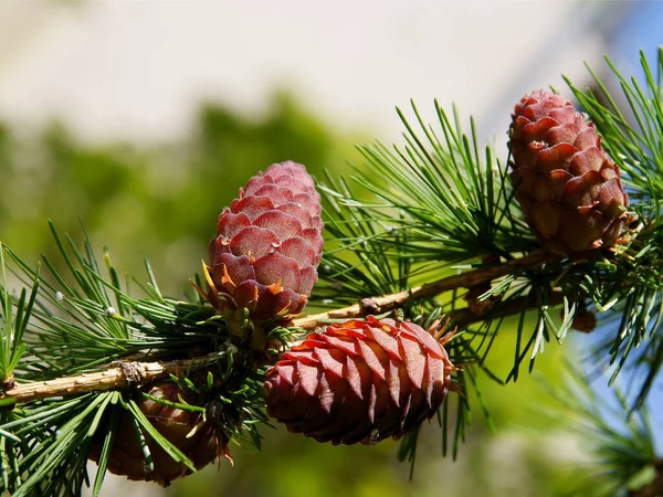 Coni Rossi Freschi Larix Albero Primavera — Foto Stock