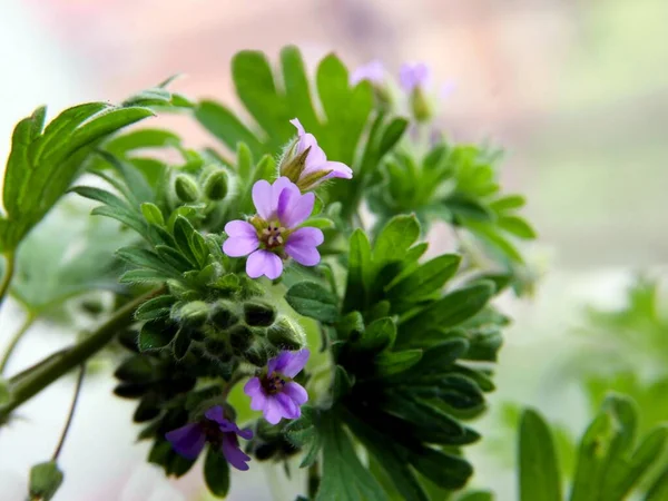 Geranium Pusillum Plante Avec Petites Fleurs Lila — Photo