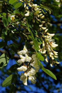 Yeşil yapraklı ve beyaz çiçekli Akasya ağacı