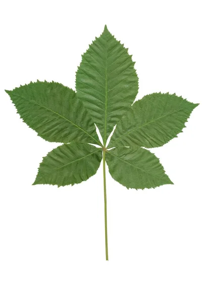 Πράσινο Φύλλο Του Δέντρου Aesculus Carnea Απομονωμένο Κοντά — Φωτογραφία Αρχείου