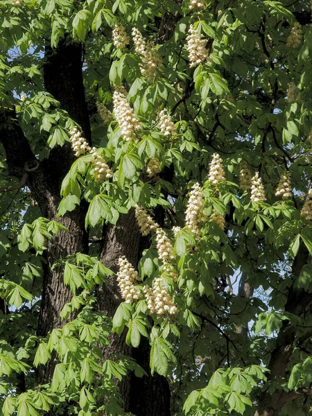 Châtaignier Aux Fleurs Blanches Printemps — Photo