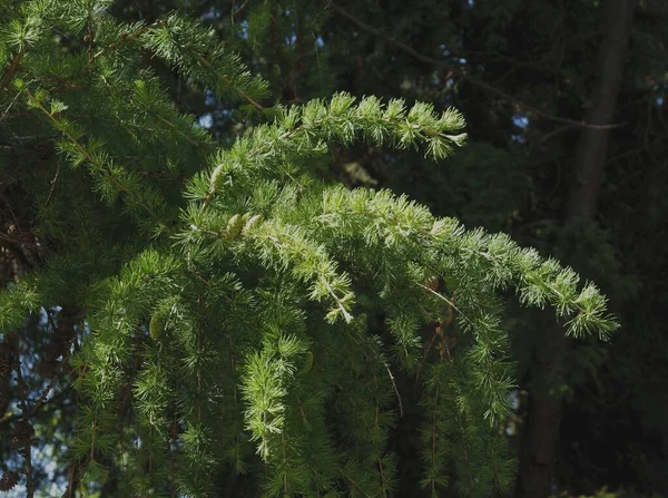 Agujas Verdes Larix Árbol Cerca —  Fotos de Stock