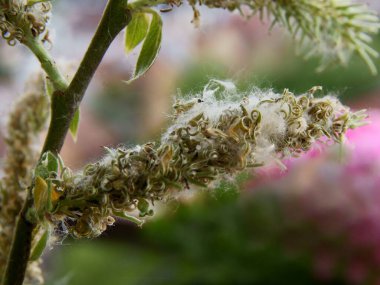 İlkbaharda salya kapari tohumlu katkinler.