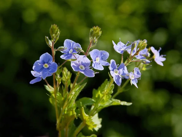 Pretty Small Blue Flowers Veronica Chamaedrys — Stock Photo, Image