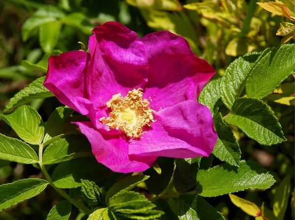 Purpurowy Kwiat Rosa Canina Cierń Krzak Wiosnę — Zdjęcie stockowe