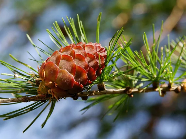 Friss Piros Tölcsérek Larix Tavasszal — Stock Fotó