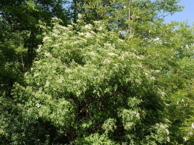 Baharda beyaz çiçekli yaşlı Sambucus zenci çalısı