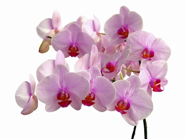 Orkidé Phalaenopsis Med Vackra Rosa Blommor Nära Håll — Stockfoto