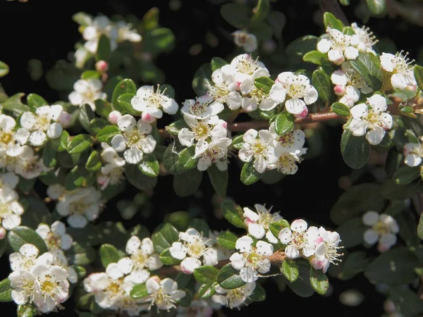 Wszystkie Białe Kwiaty Cotoneaster Poziomych Roślin Wiosną — Zdjęcie stockowe