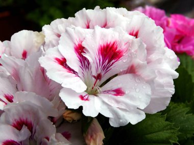 Sardunya saksı bitkisinin pembe ve mor çiçekleri.