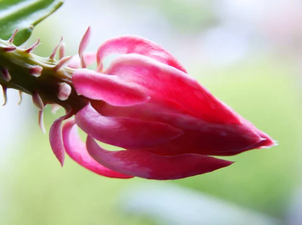 Bonita Flor Rosa Suculento Epifillum Cerca — Foto de Stock