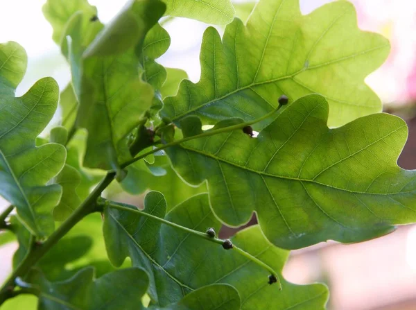 Green Foliage Oak Tree Spring — Stock Photo, Image