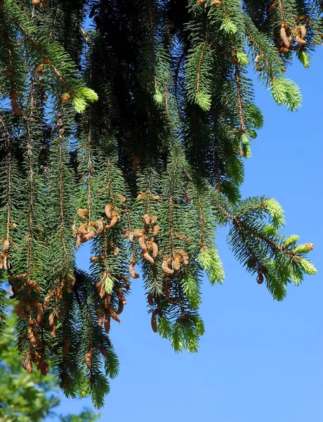 Fichte Und Wachsende Zweige Frühling — Stockfoto