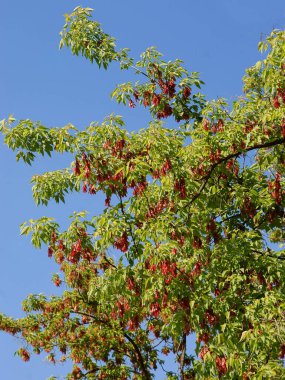 Baharda taze kanatlı tohumlarla dolu yaşlı ağaç.