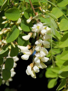 Baharda akasya robinia ağacının beyaz çiçekleri