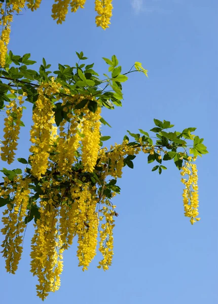 Общее Дерево Лабурнум Желтыми Цветами Весной — стоковое фото