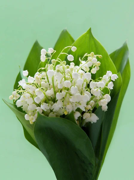 Białe Pachnące Kwiaty Rośliny Convallaria Maialis Wiosną — Zdjęcie stockowe