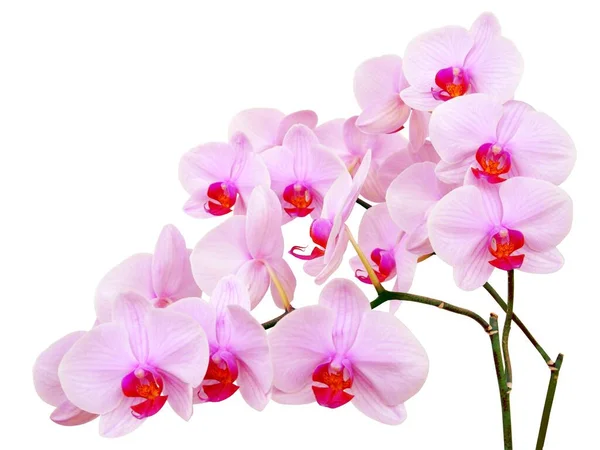 Mooie Bloemen Van Orchidee Fhalaenopsis Close Geïsoleerd — Stockfoto