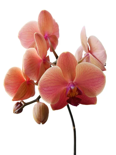 Hübsche Blüten Der Orchidee Phalaenopsis Aus Nächster Nähe Isoliert — Stockfoto