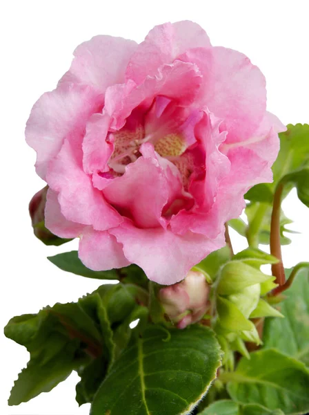 Sinningia Speciosa Planta Com Flores Rosa Perto — Fotografia de Stock