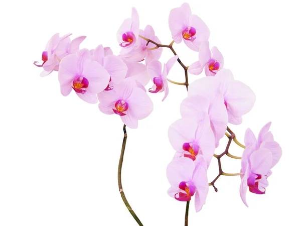 Mooie Bloemen Van Orchidee Fhalaenopsis Close Geïsoleerd — Stockfoto