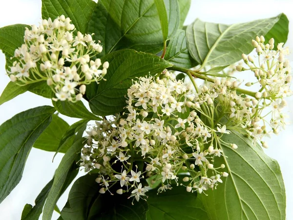 Białe Kwiaty Cornus Sericea Krzew Ozdobny — Zdjęcie stockowe