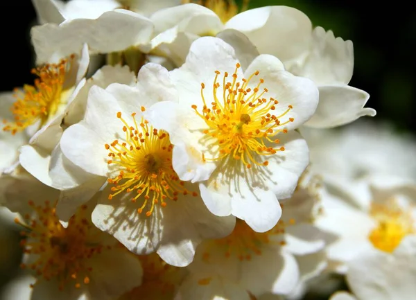 White Lowers Briar Rose Ornamental Bush — Stock Photo, Image