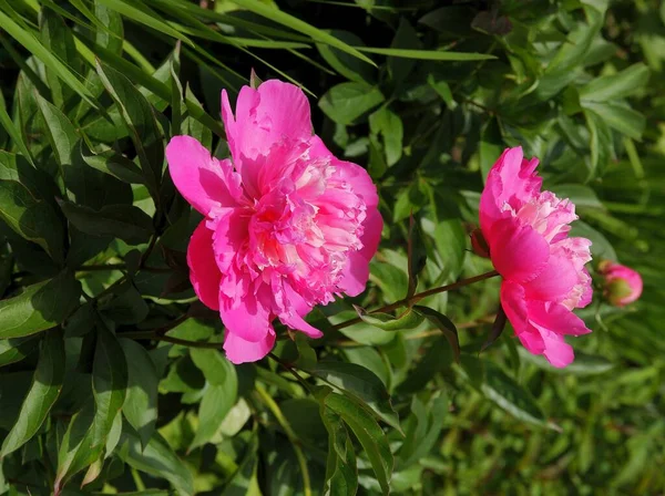 Hübsche Rosa Blüten Der Pfingstrose Einem Garten Aus Nächster Nähe — Stockfoto
