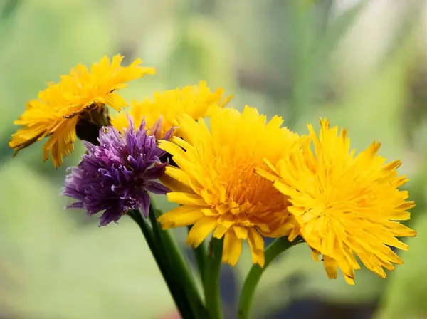 Fiori Gialli Pianta Selvatica Sonchus Arvensis — Foto Stock